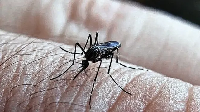 Dengue: ascienden a 43 los casos en Entre Ríos
