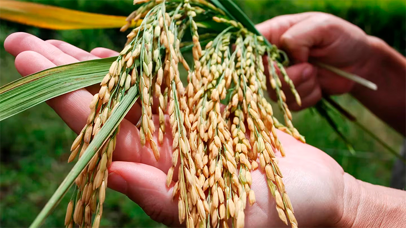 La siembra de arroz creció 10% en superficie y promete un mejor rendimiento