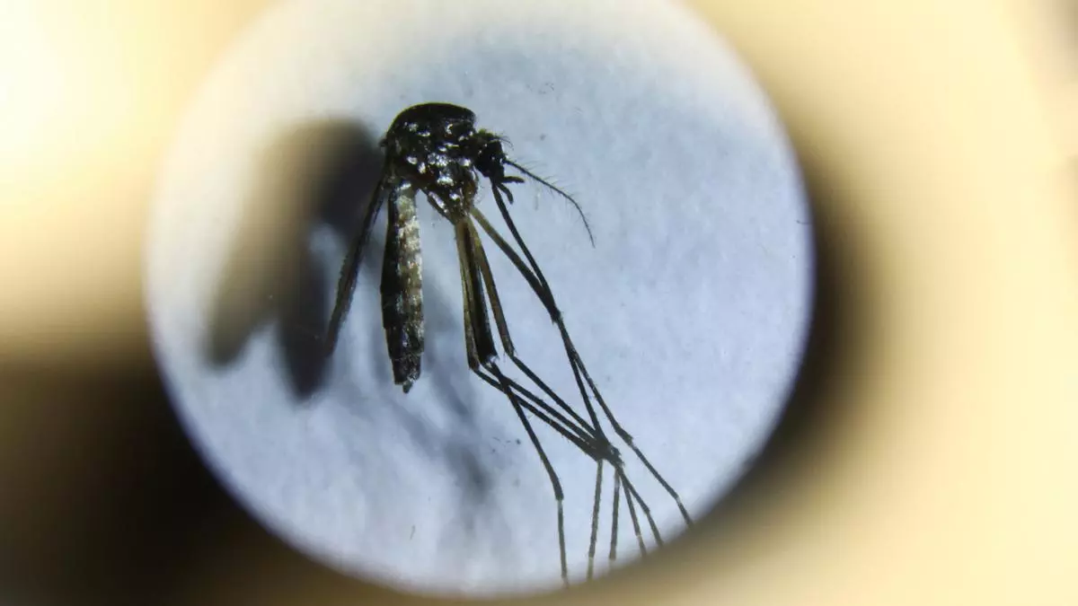 Dengue: Argentina, Brasil y Paraguay concentran el 92% de las infecciones, dijo la OPS