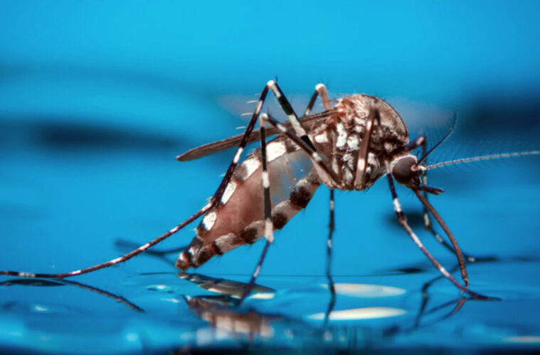 Fuerte aumento de los casos de dengue: 2.460