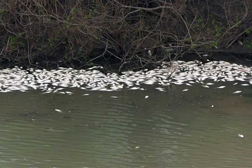 Impresionante mortandad de peces se está dando en arroyos de la costa del Uruguay