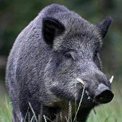 NOTICIA FALSA: MEDIANTE UN VIDEO FALSO INTENTAN INSTALAR LA IDEA DE UNA INVASIÓN DE JABALÍES EN ENTRE RÍOS