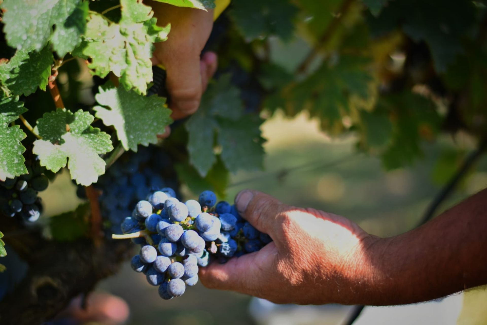 El proyecto turístico Entre Ríos, brindis y sabores fue reconocido por el CFI