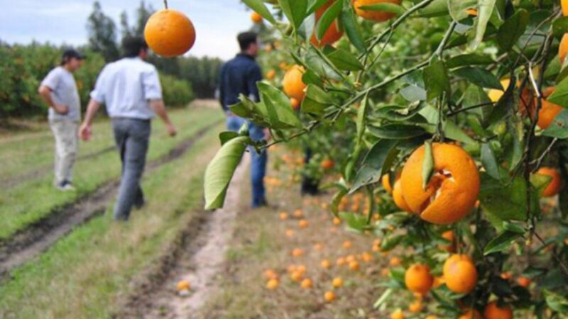 CITRICULTURA REGIONAL: productores trabajaron a pérdida y advirtieron sobre su impacto
