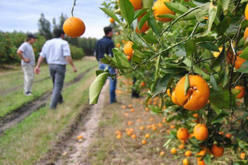 CITRICULTURA REGIONAL: productores trabajaron a pérdida y advirtieron sobre su impacto
