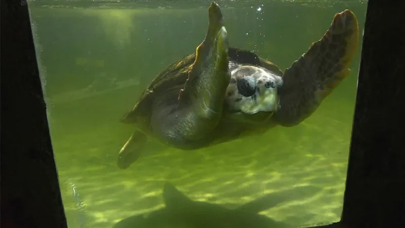 El tortugo Jorge ya recorrió 500 kilómetros en el mar y se encuentra en Uruguay