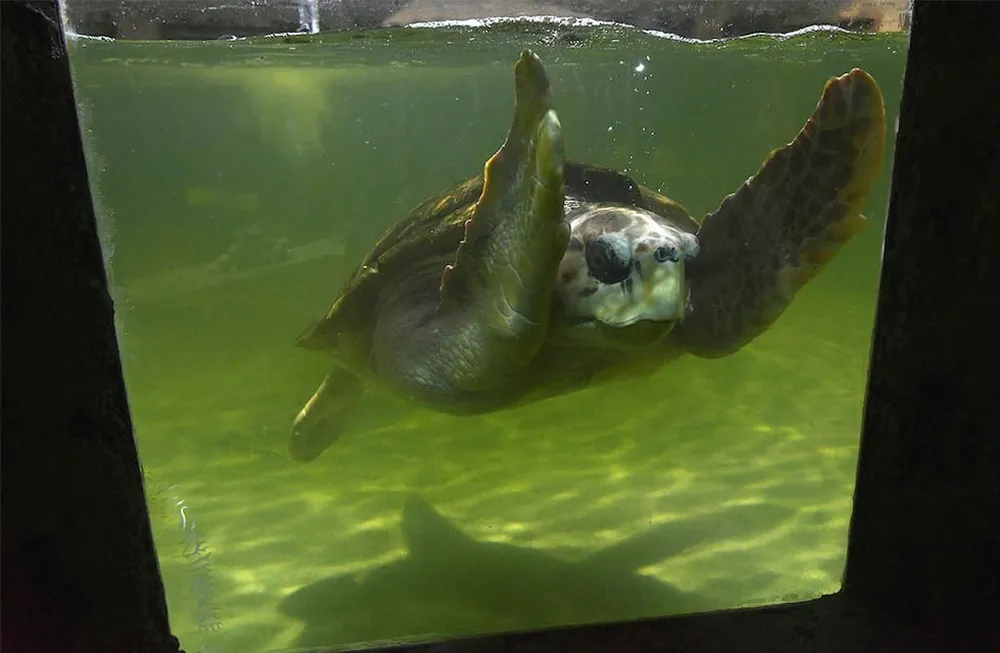 El tortugo Jorge ya recorrió 500 kilómetros en el mar y se encuentra en Uruguay