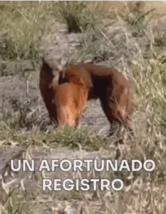 Captura de pantalla 2025-05-29 163046