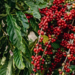 premium_photo-1666976509887-e33fa169533f