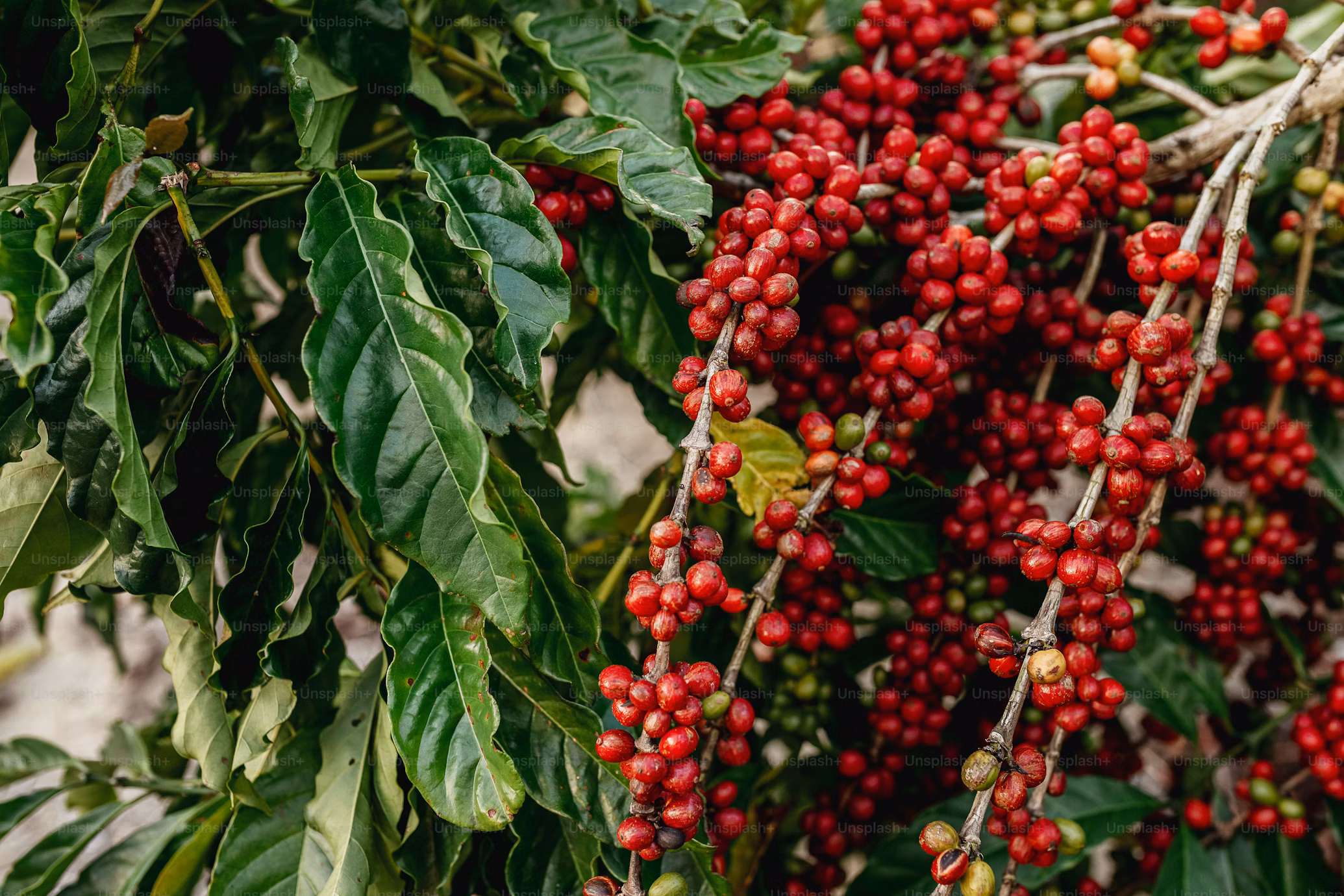 Buscarán chacra por chacra las áreas más aptas para el cultivo de café en Misiones