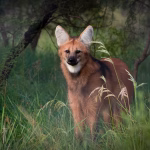 chamarrita-en-el-predio-de-V3EGTF665JFHRJRJSEROYE54EM