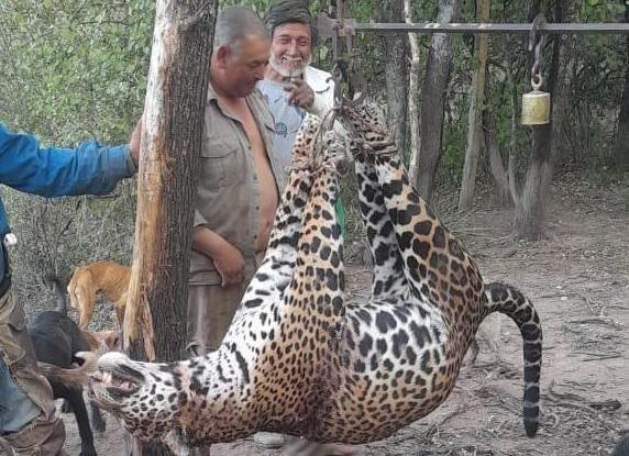 Histórico: dos años de prisión para tres cazadores que mataron un yaguareté.