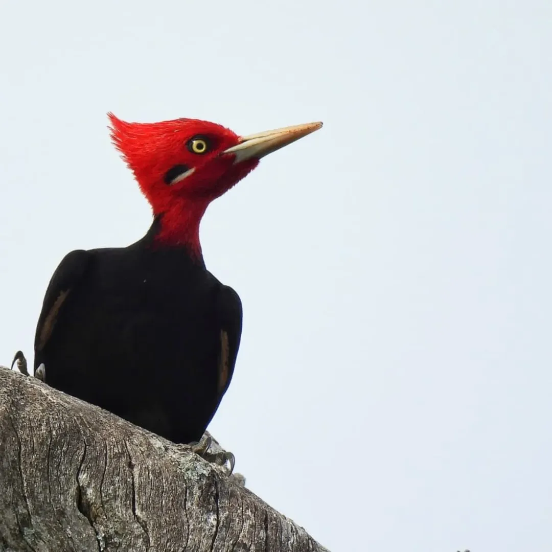 CON UN APORTE DE 122 ESPECIES, CEYDAS PARTICIPÓ EN ENTRE RÍOS DE UNA JORNADA MUNDIAL DE AVISTAJE DE AVES