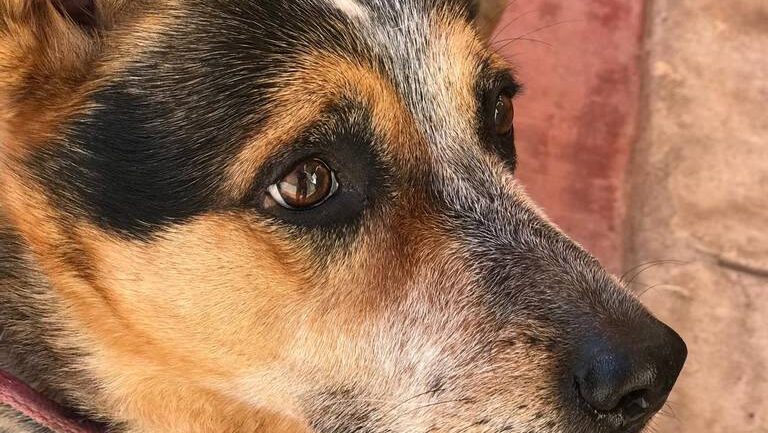 perrito-perros-calor-mascotas-768x433