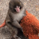 EOU63OF6IVEARI6AQPFFSRGXGA