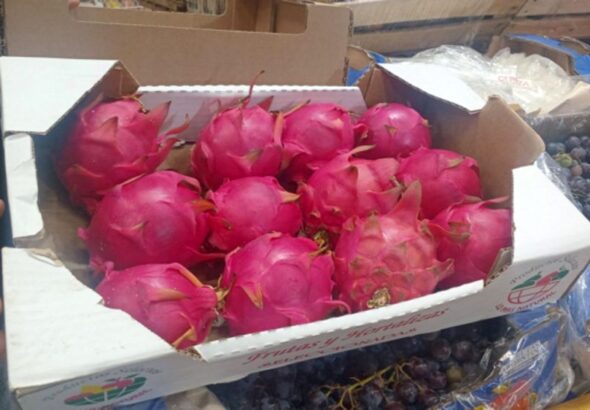 Pitayas-bichos-de-campo-3-750x375