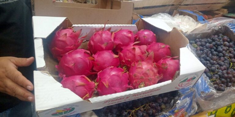 Pitayas-bichos-de-campo-3-750x375