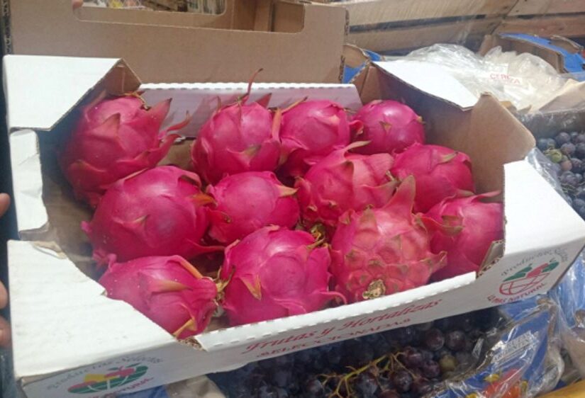 Pitayas-bichos-de-campo-3-750x375