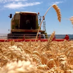 en-medio-de-una-oferta-abundante-y-precios-NQFAYV5HBVBDFHHIDOWVLTIHWY