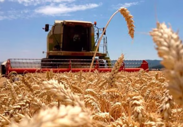 en-medio-de-una-oferta-abundante-y-precios-NQFAYV5HBVBDFHHIDOWVLTIHWY