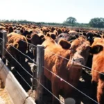 ganaderia-feed-lot-vacas-efecto-invernadero-calentamiento-global-2jpg