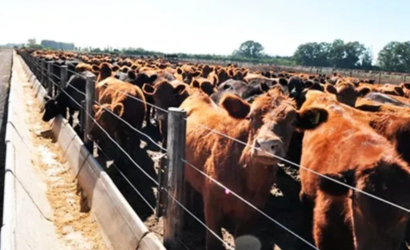 ganaderia-feed-lot-vacas-efecto-invernadero-calentamiento-global-2jpg