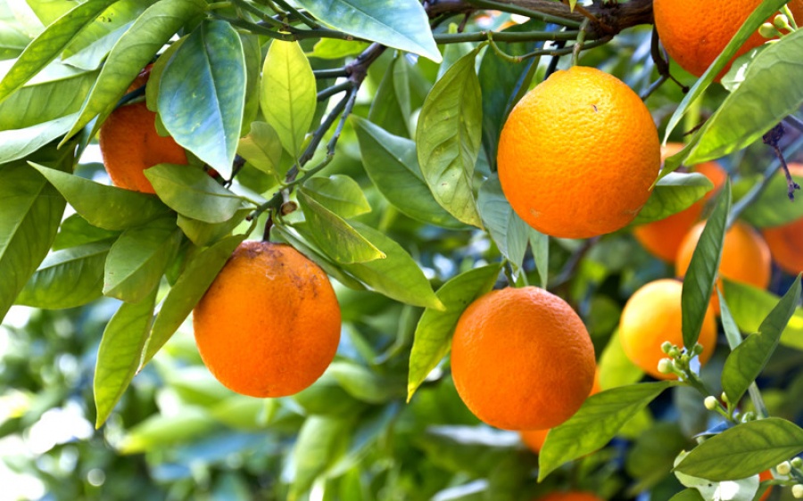 El Citrus de Entre Ríos y el desafío del mercado europeo: exigencias de España y nuevas oportunidades de exportación 1 183719.jpg_nota