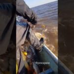 Paraná y Uruguay: dos gigantes que ya no resisten la depredación - youtube