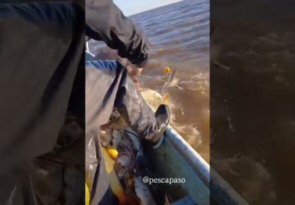 Paraná y Uruguay: dos gigantes que ya no resisten la depredación - youtube