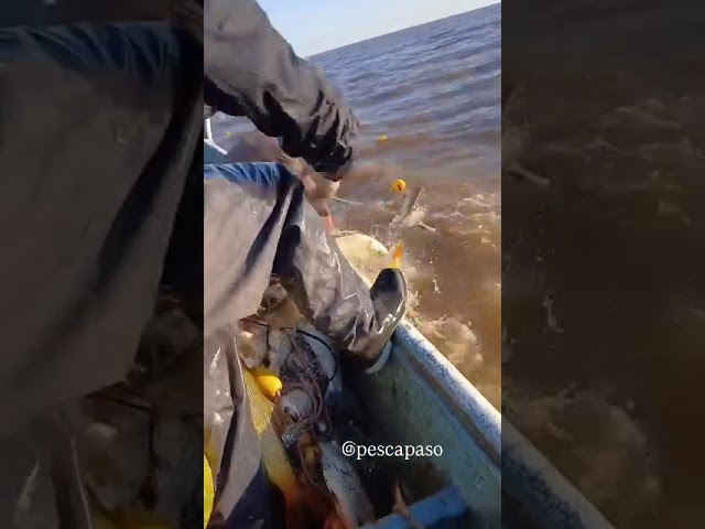 Paraná y Uruguay: dos gigantes que ya no resisten la depredación - youtube