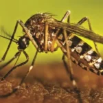dengue-2025-1jpg