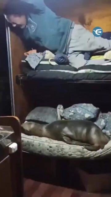 Parece que hay un intruso en el barco…
⚓ Un lobo marino sorprendió a la tripulación de un pesquero en Mar del Plata al meterse en la embarcación y acomodarse en una de las literas para descansar.
😴 Lejos de mostrarse inquieto, el animal se recostó con total tranquilidad y disfrutó de una siesta como si formara parte de la tripulación.
🎥Elcanciller