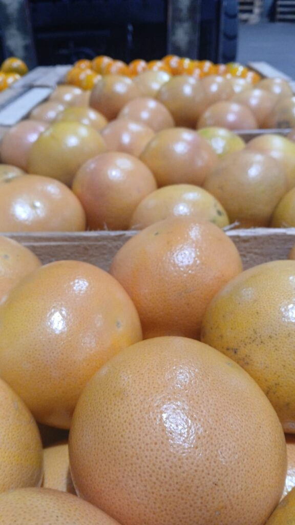 Productores de Entre Ríos llegan al Mercado Concentrador Patagónico con citrus frescos para Santa Cruz 3 WhatsApp Image 2026 05 17 at 15.34.37