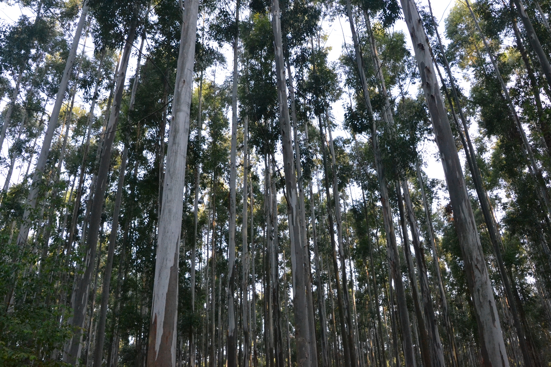 Desde el 24 de junio censarán la cadena forestal entrerriana 1 foto censo fi 26